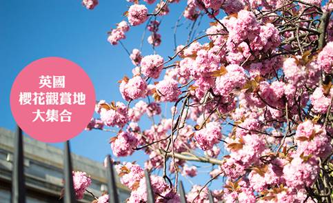 https://www.honglingjin.co.uk/wp-content/uploads/2015/04/cherry-blossoms.jpg