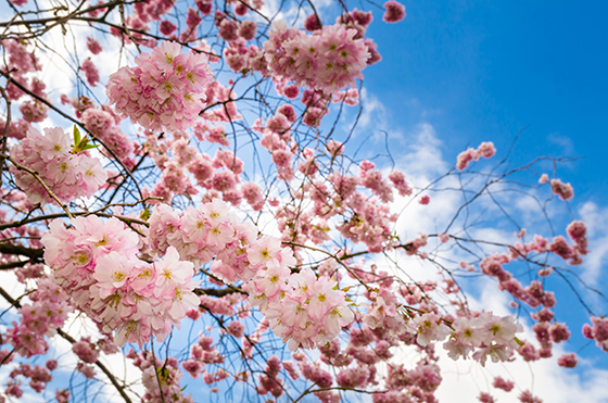 圣詹姆斯公园樱花