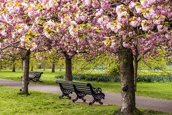 格林威治公园樱花